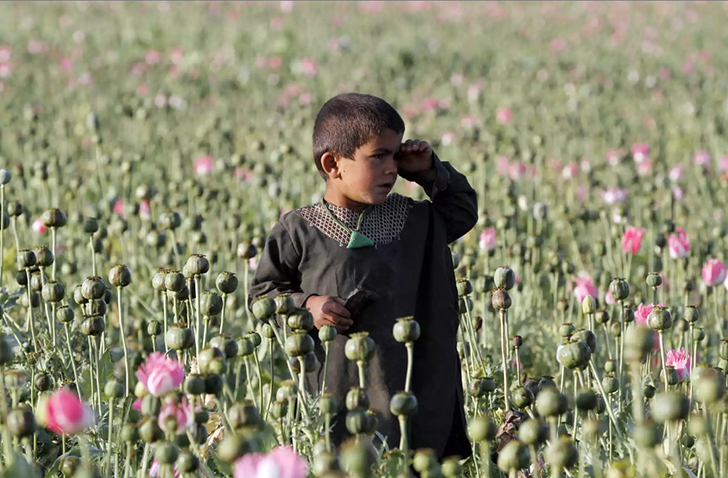 Фотография: Розовый дурман: как собирают опиумный мак в Афганистане №14 - BigPicture.ru
