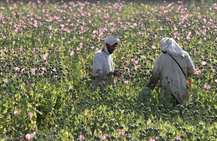 Фотография: Розовый дурман: как собирают опиумный мак в Афганистане №15 - BigPicture.ru