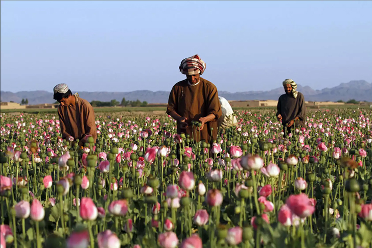 Фотография: Розовый дурман: как собирают опиумный мак в Афганистане №16 - BigPicture.ru