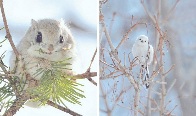 Фотография: 7 самых милых животных с острова Хоккайдо №1 - BigPicture.ru