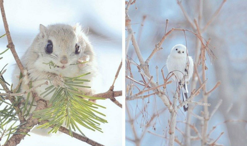 Животные Японии Фото И Названия