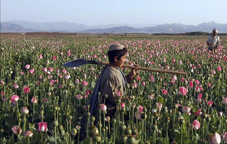 Фотография: Розовый дурман: как собирают опиумный мак в Афганистане №3 - BigPicture.ru