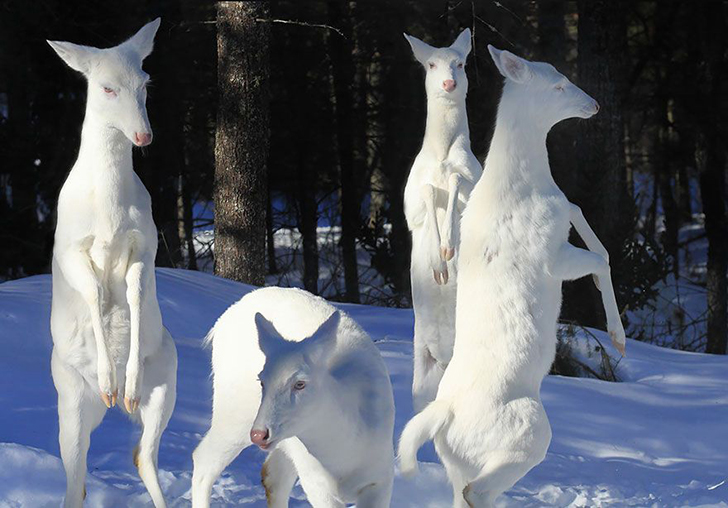 Фотография: Капризы природы: животные-альбиносы №4 - BigPicture.ru
