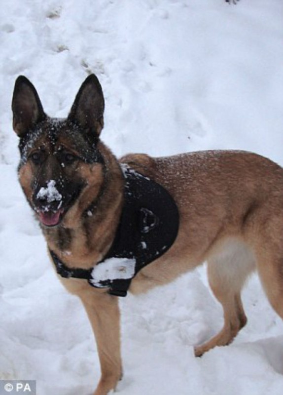 Фотография: Собаку, потерявшую лапу во время службы в Афганистане, наградили медалью №9 - BigPicture.ru