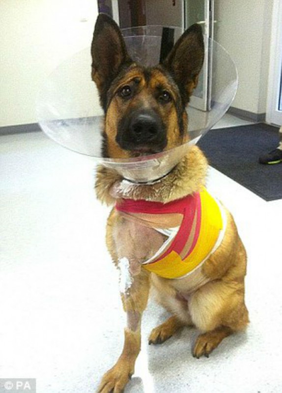 Фотография: Собаку, потерявшую лапу во время службы в Афганистане, наградили медалью №6 - BigPicture.ru