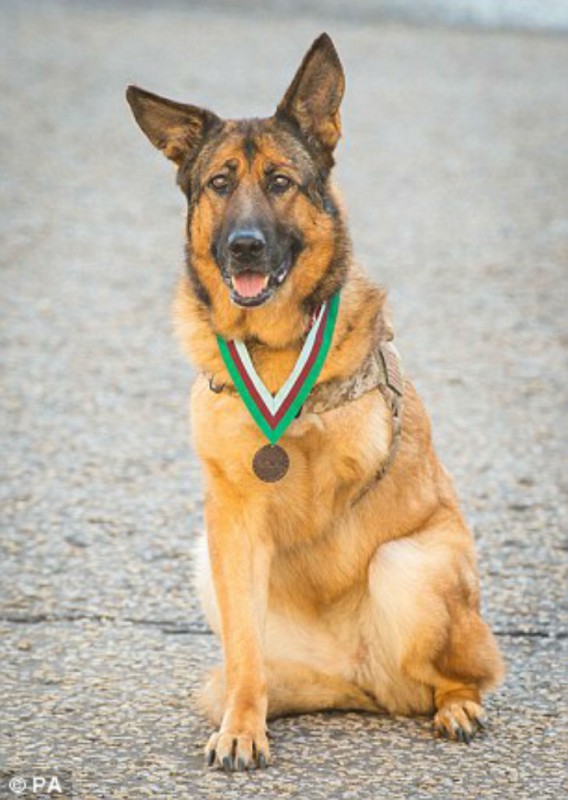 Фотография: Собаку, потерявшую лапу во время службы в Афганистане, наградили медалью №8 - BigPicture.ru