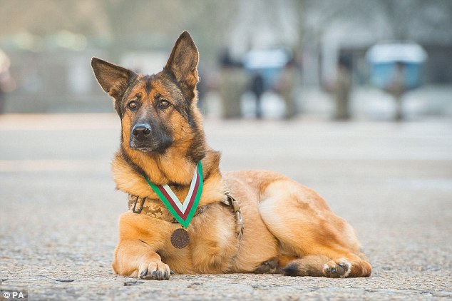Фотография: Собаку, потерявшую лапу во время службы в Афганистане, наградили медалью №10 - BigPicture.ru