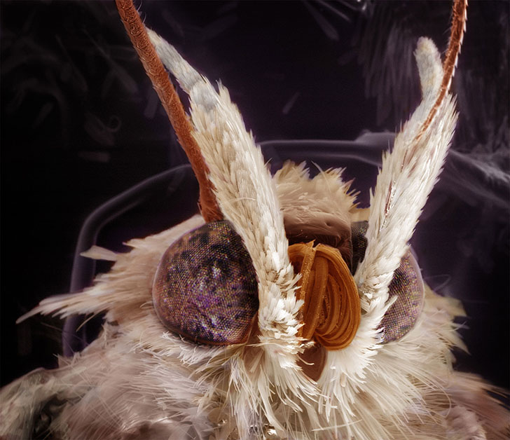 Фотография: Удивительные портреты знакомых вам насекомых №4 - BigPicture.ru