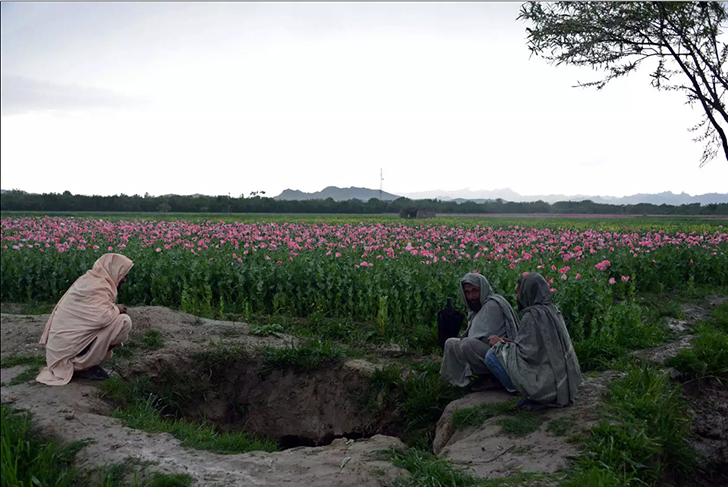 Фотография: Розовый дурман: как собирают опиумный мак в Афганистане №5 - BigPicture.ru