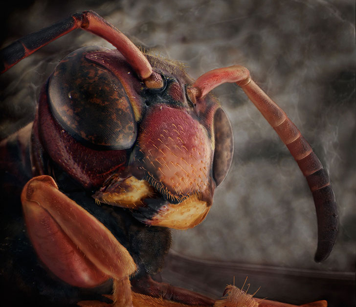 Фотография: Удивительные портреты знакомых вам насекомых №6 - BigPicture.ru