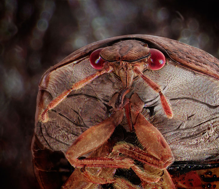 Фотография: Удивительные портреты знакомых вам насекомых №7 - BigPicture.ru