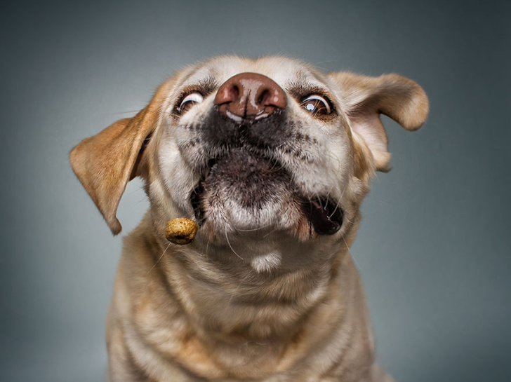Смешные фотографии собак, которые ловят лакомства