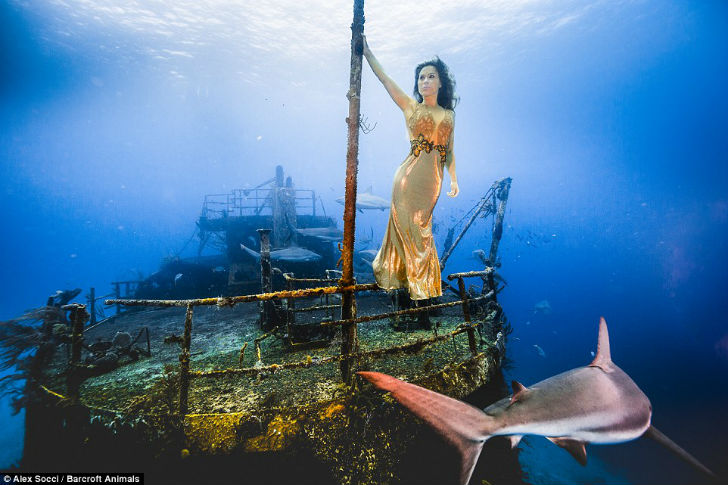 Фотография: Бразильская модель окунулась в воду с акулами, чтобы защитить морских хищников №7 - BigPicture.ru