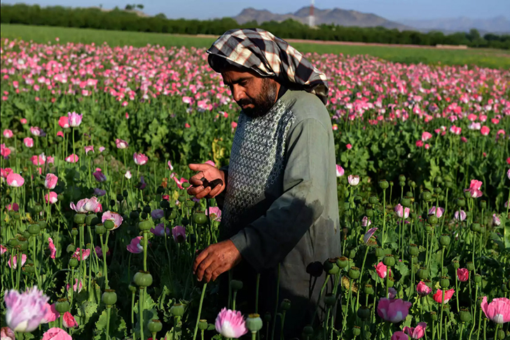 Фотография: Розовый дурман: как собирают опиумный мак в Афганистане №9 - BigPicture.ru