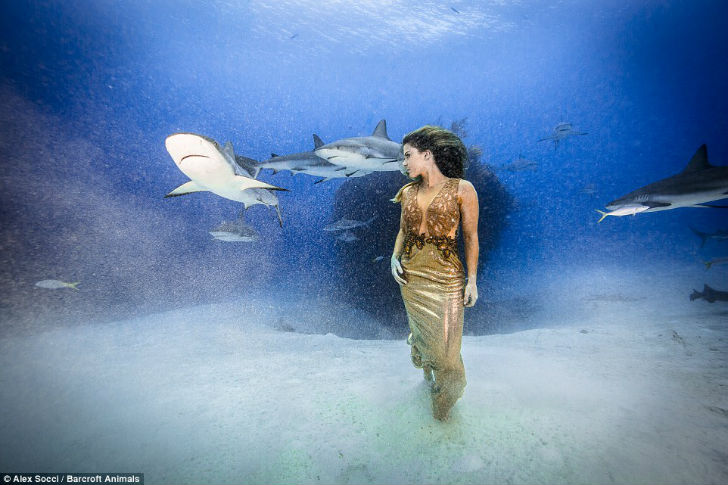 Фотография: Бразильская модель окунулась в воду с акулами, чтобы защитить морских хищников №5 - BigPicture.ru