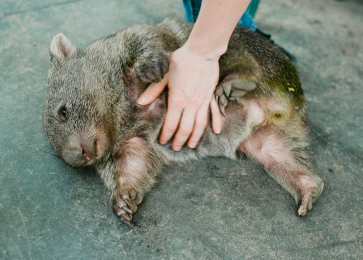 Фотография: Австралийские животные, которые убивают своей милотой №10 - BigPicture.ru