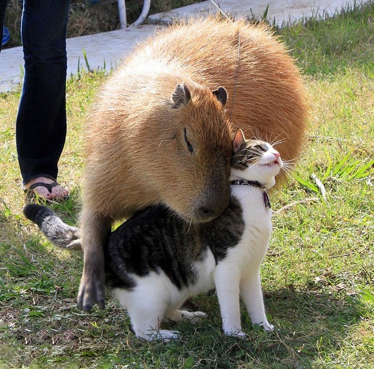 Фотография: Почему все животные любят капибару №2 - BigPicture.ru
