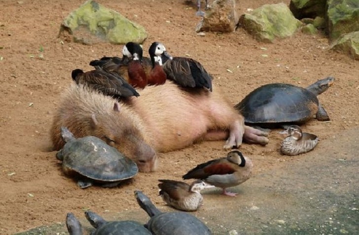 Фотография: Почему все животные любят капибару №3 - BigPicture.ru