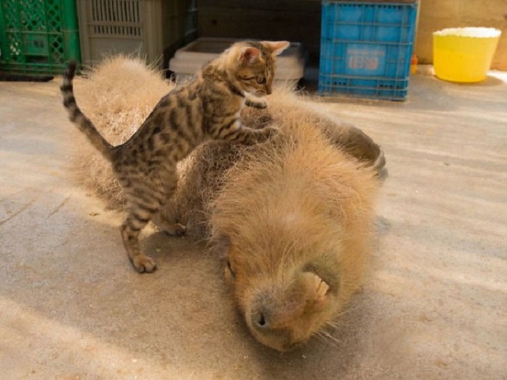 Фотография: Почему все животные любят капибару №4 - BigPicture.ru