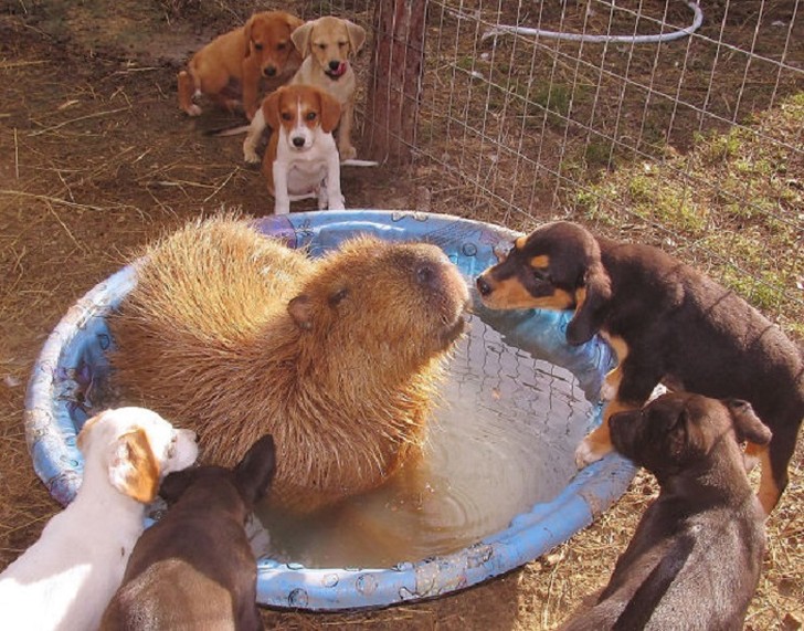 Фотография: Почему все животные любят капибару №5 - BigPicture.ru