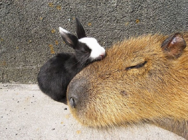 Фотография: Почему все животные любят капибару №6 - BigPicture.ru