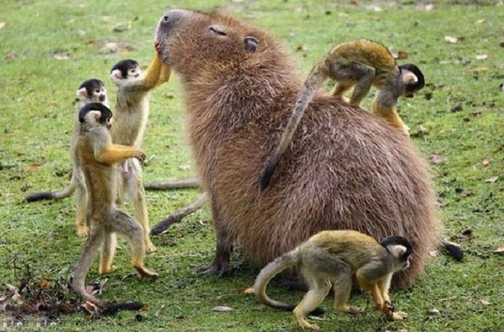 Фотография: Почему все животные любят капибару №7 - BigPicture.ru