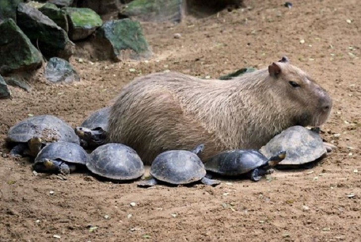 Фотография: Почему все животные любят капибару №10 - BigPicture.ru