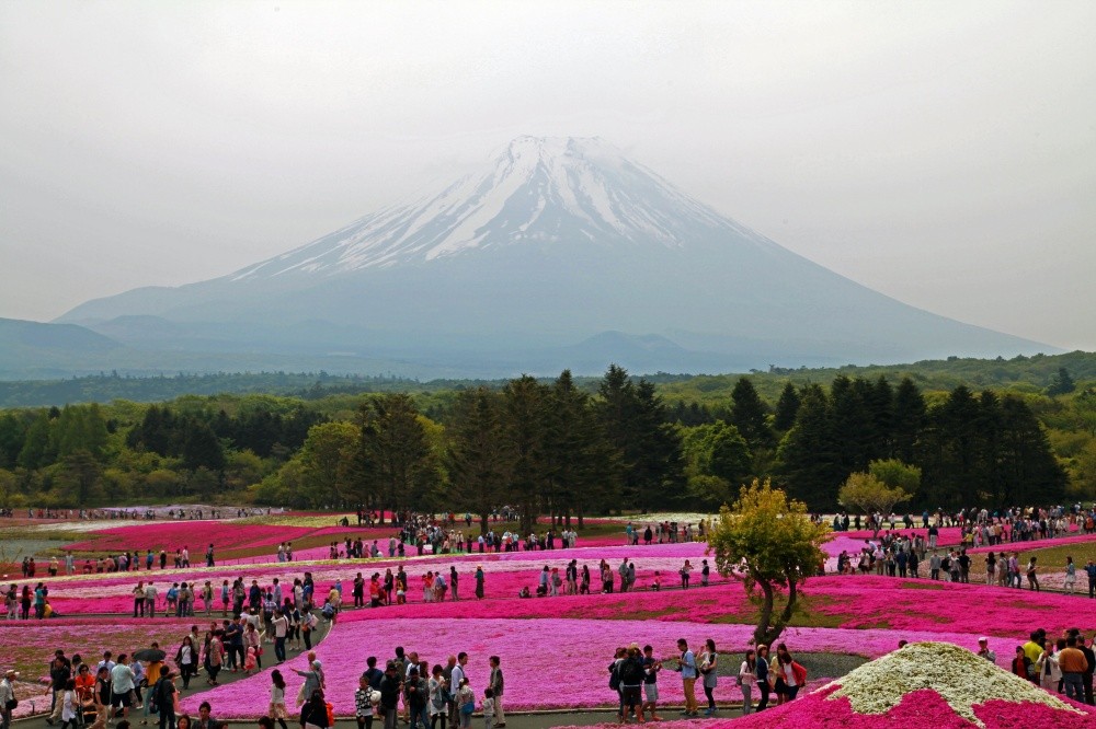 Фотография: В Японии весной цветет не только сакура №2 - BigPicture.ru