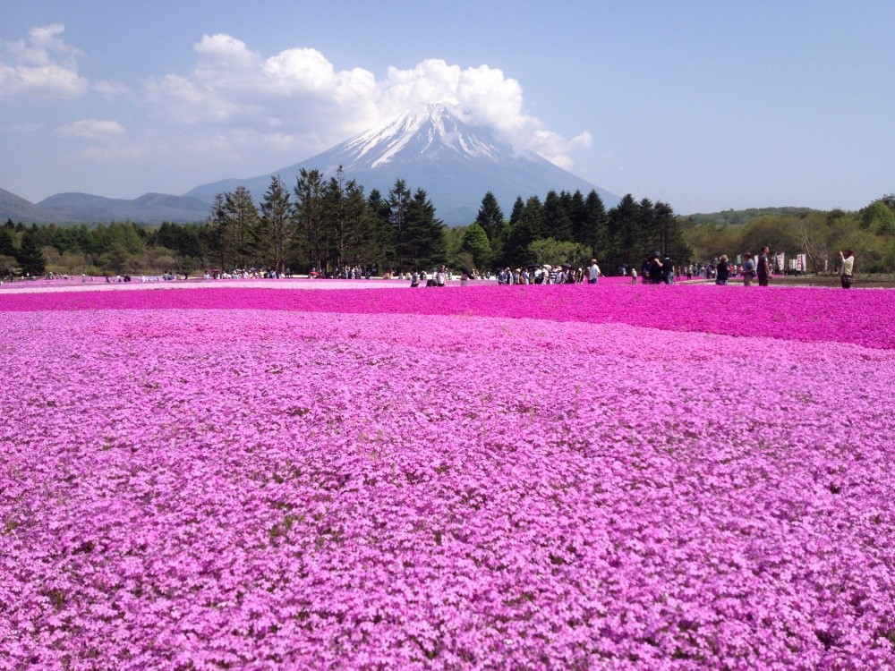 Фотография: В Японии весной цветет не только сакура №4 - BigPicture.ru