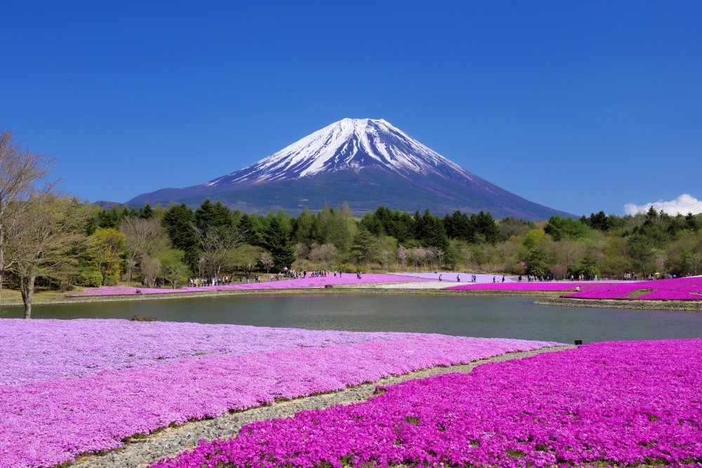 Фотография: В Японии весной цветет не только сакура №5 - BigPicture.ru