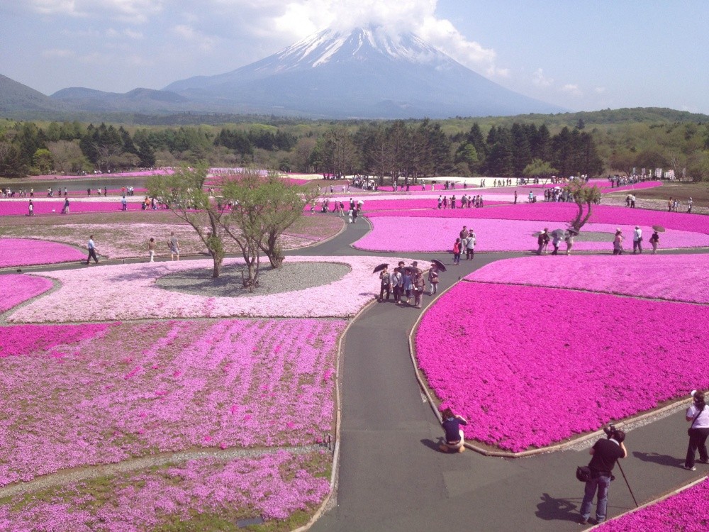 Фотография: В Японии весной цветет не только сакура №6 - BigPicture.ru