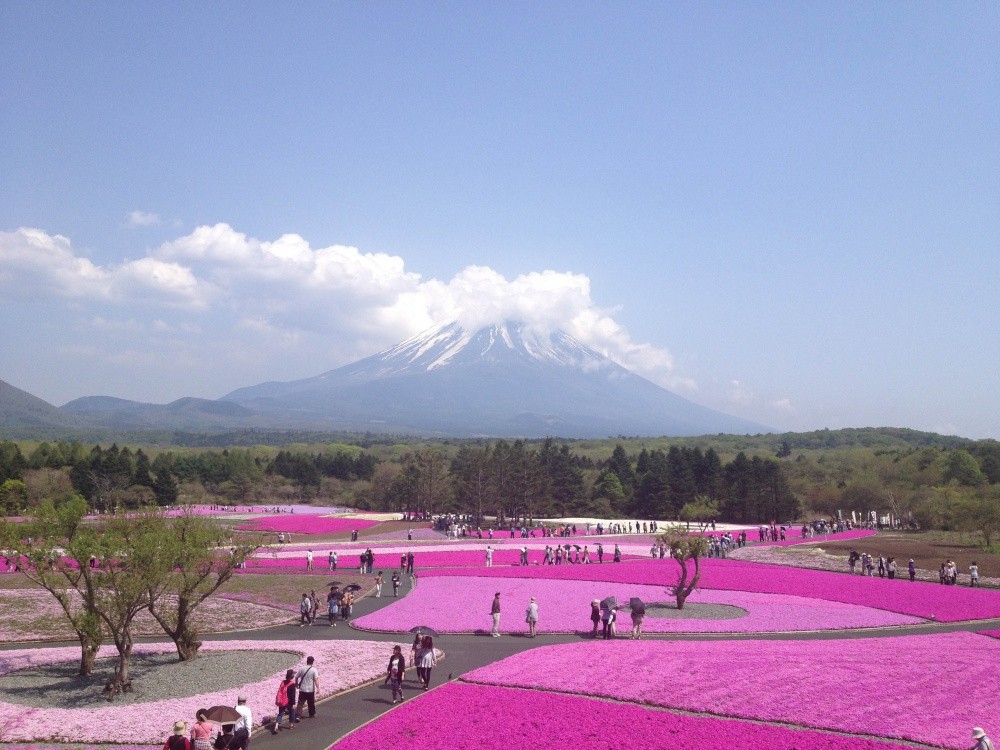 Фотография: В Японии весной цветет не только сакура №7 - BigPicture.ru