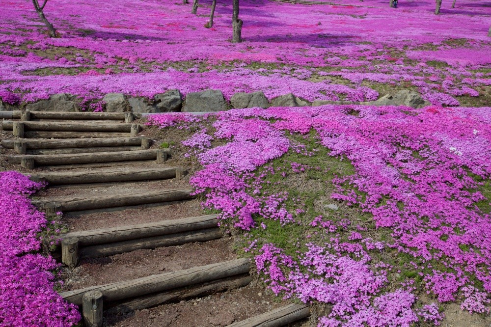 Фотография: В Японии весной цветет не только сакура №8 - BigPicture.ru