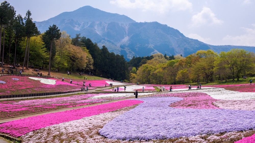 Фотография: В Японии весной цветет не только сакура №9 - BigPicture.ru