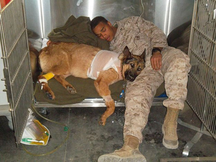 Фотография: Собаку, потерявшую лапу во время службы в Афганистане, наградили медалью №3 - BigPicture.ru