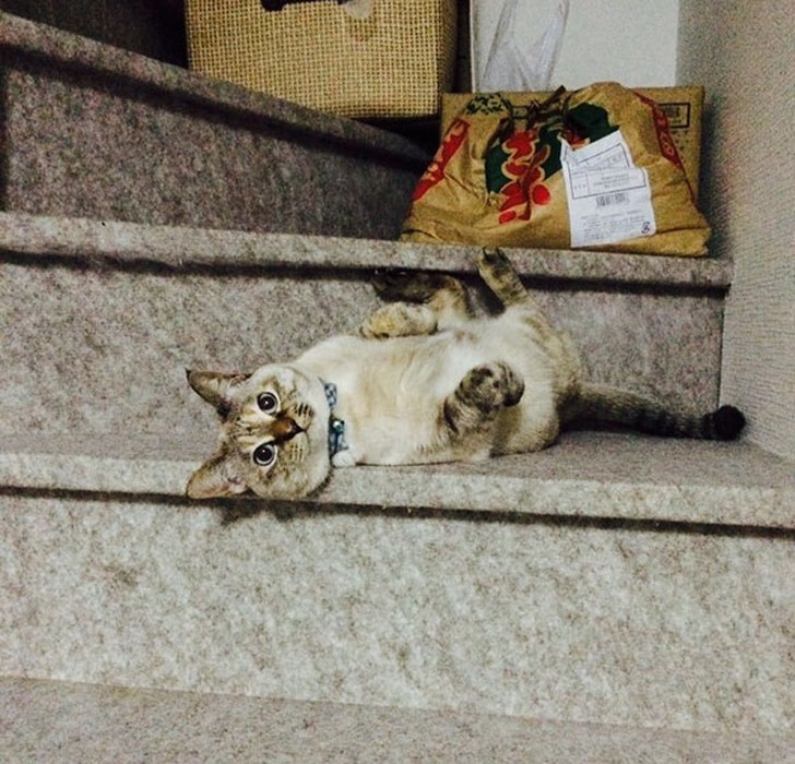 Фотография: Этот бродячий котенок сам выбрал себе Человека и не дал ему уйти! №7 - BigPicture.ru