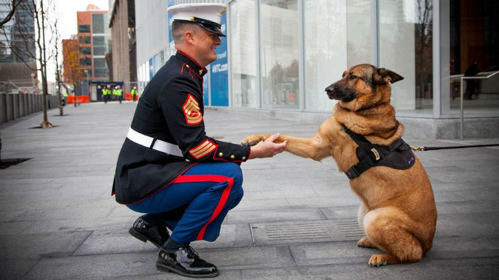 Фотография: Собаку, потерявшую лапу во время службы в Афганистане, наградили медалью №5 - BigPicture.ru