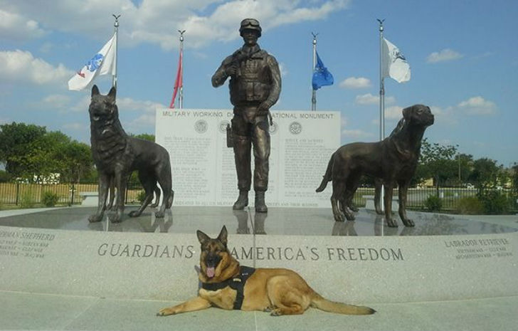 Фотография: Собаку, потерявшую лапу во время службы в Афганистане, наградили медалью №7 - BigPicture.ru