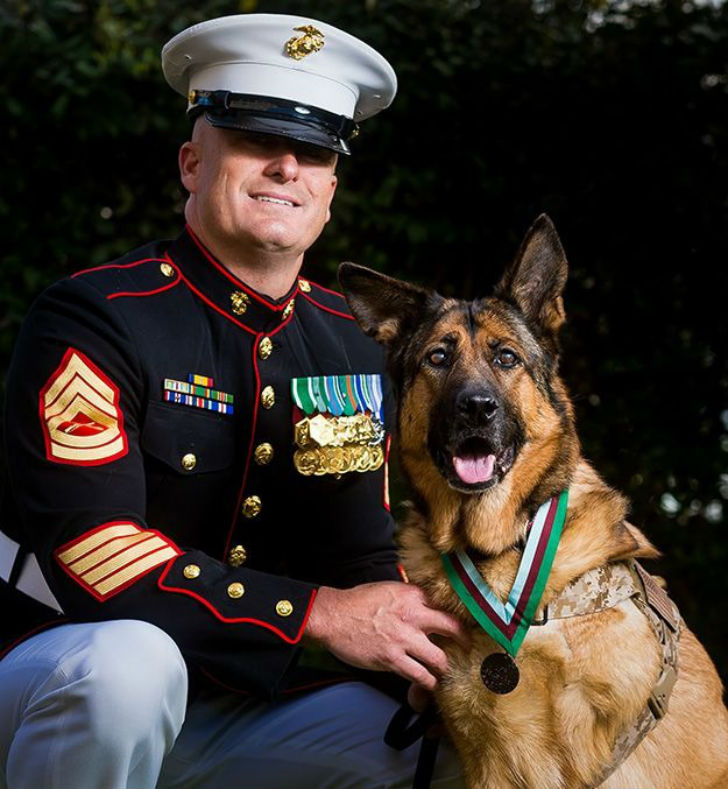 Фотография: Собаку, потерявшую лапу во время службы в Афганистане, наградили медалью №2 - BigPicture.ru