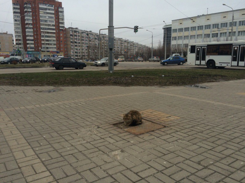 Фотография: В Белгороде появился кот 