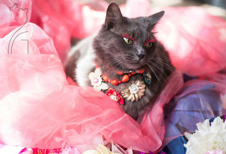 Фотография: Гламур как стиль жизни: кошка в ярких нарядах завоевывает инстаграм №1 - BigPicture.ru