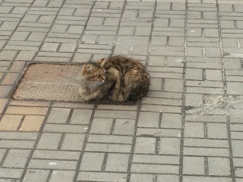 Фотография: В Белгороде появился кот 