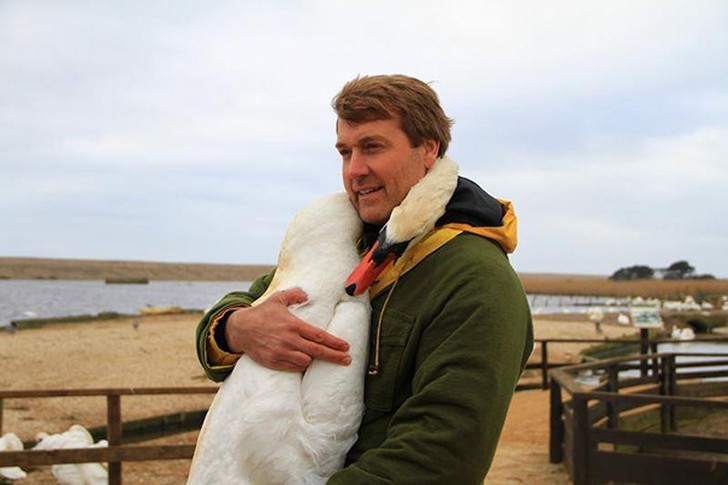 Фотография: Этот прекрасный лебедь обнял человека в благодарность за спасение №2 - BigPicture.ru