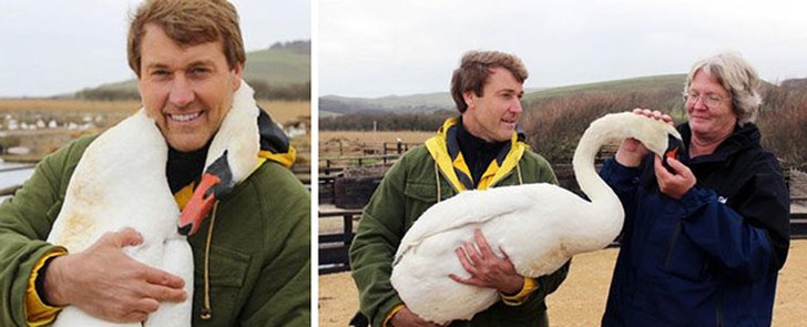 Фотография: Этот прекрасный лебедь обнял человека в благодарность за спасение №4 - BigPicture.ru