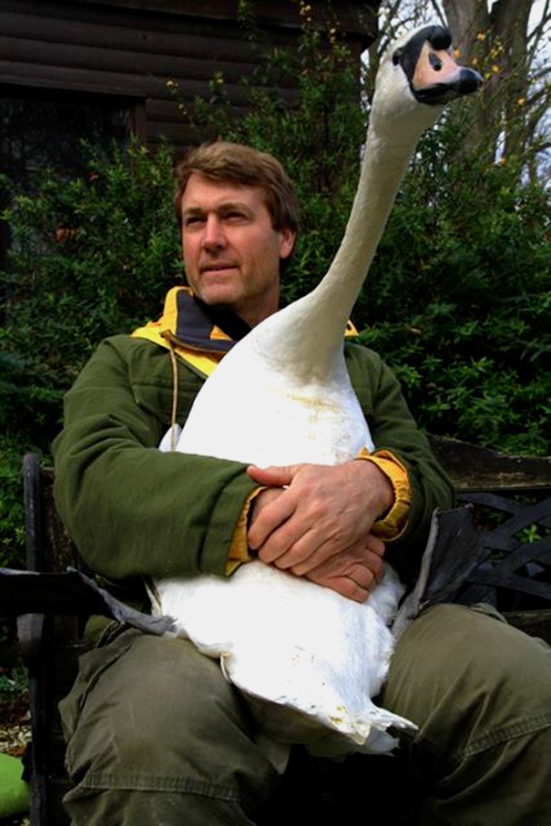 Фотография: Этот прекрасный лебедь обнял человека в благодарность за спасение №6 - BigPicture.ru