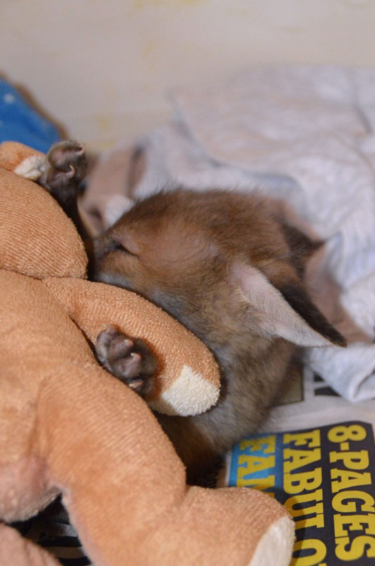 Фотография: Милота в кубе: спасенный лисенок жить не может без плюшевого кролика №10 - BigPicture.ru