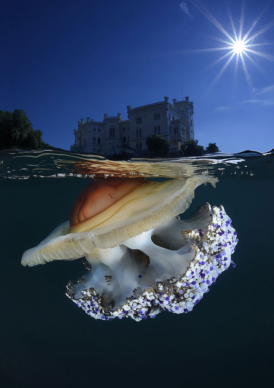 Фотография: Между двух миров: на этих полуподводных фото видно, что ждет вас за ширмой водной глади №13 - BigPicture.ru