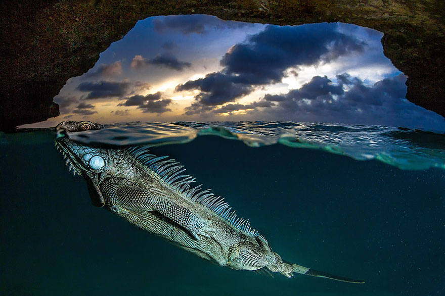 Фотография: Между двух миров: на этих полуподводных фото видно, что ждет вас за ширмой водной глади №5 - BigPicture.ru