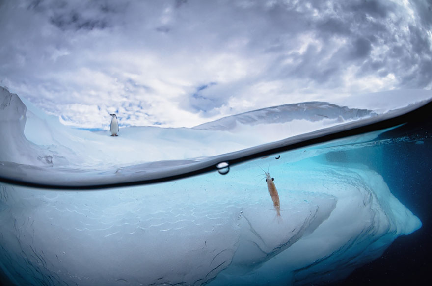 Фотография: Между двух миров: на этих полуподводных фото видно, что ждет вас за ширмой водной глади №10 - BigPicture.ru