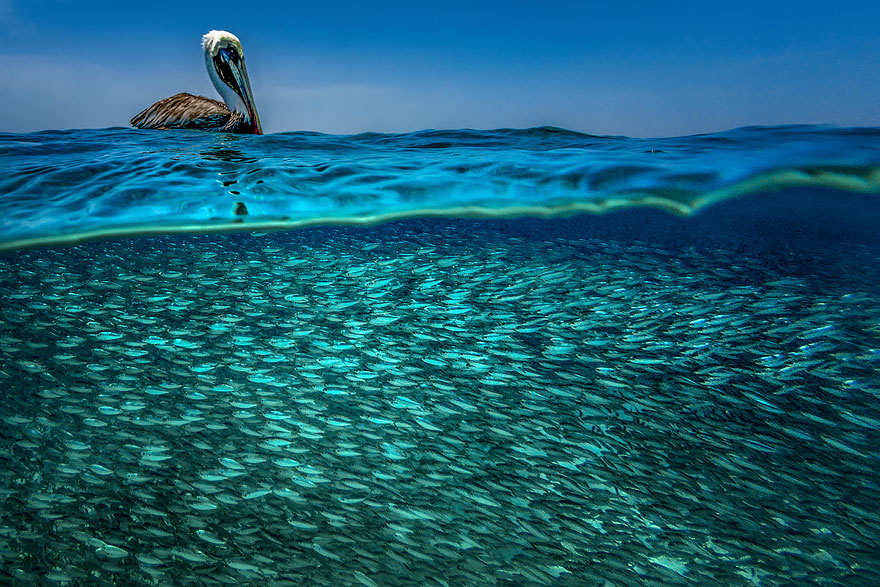Фотография: Между двух миров: на этих полуподводных фото видно, что ждет вас за ширмой водной глади №14 - BigPicture.ru
